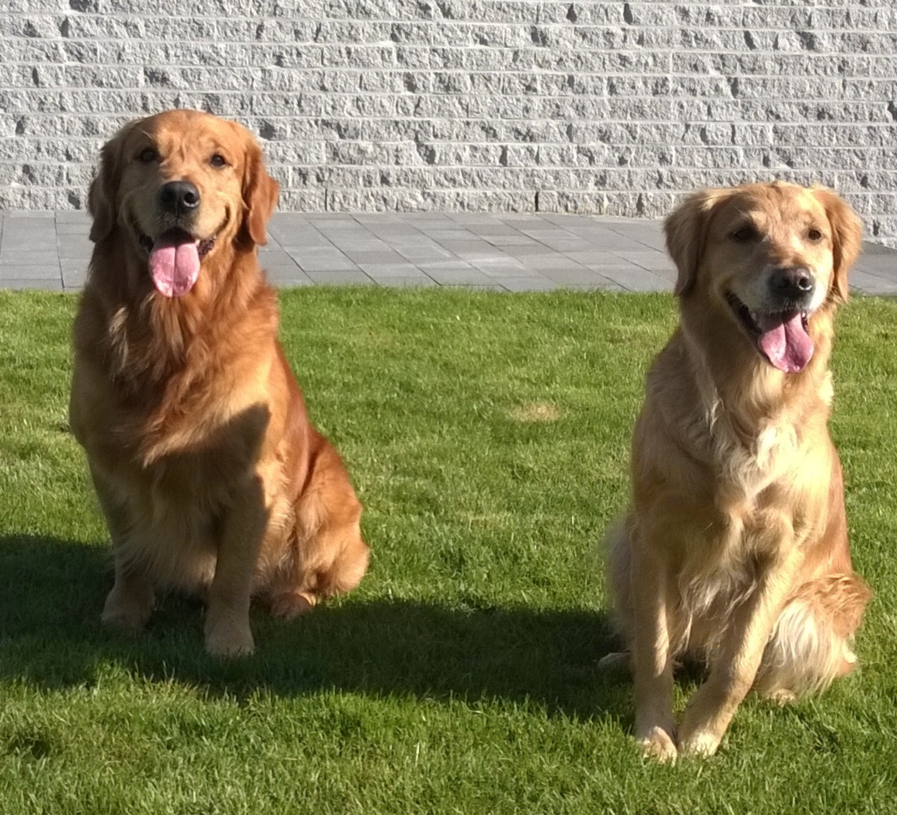 extreem maak je geïrriteerd Acquiesce Fodaltzi Werkers | Fokker van bruine Golden Retrievers